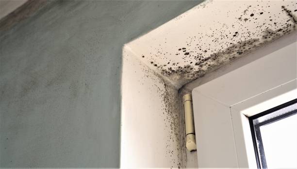 Best Basement Mold Removal  in Yosemite Lakes, CA