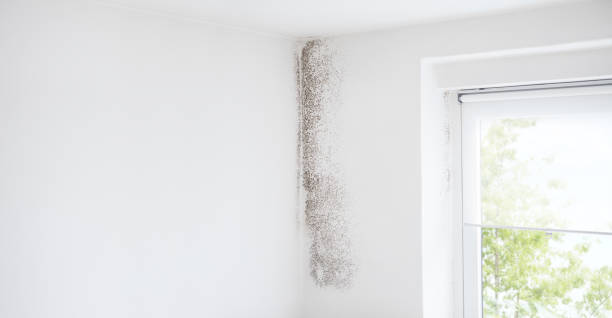 Best Biohazard Mold Removal  in Yosemite Lakes, CA
