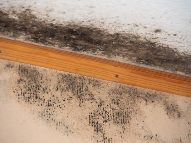 Best Asbestos and Lead Testing During Mold Inspection  in Yosemite Lakes, CA