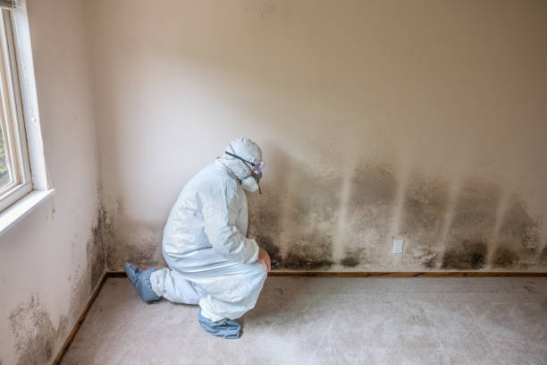 Professional Mold Removal in Yosemite Lakes, CA