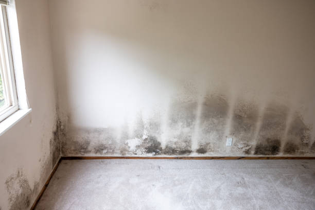 Best Water Damage & Mold Remediation  in Yosemite Lakes, CA