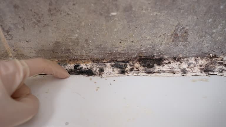 Dehumidification Services in Yosemite Lakes, CA